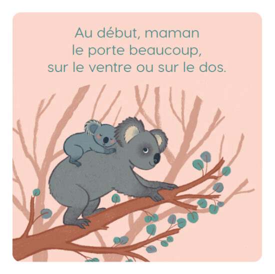koala int 2.jpg