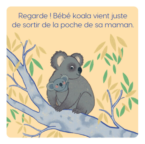 koala int.jpg